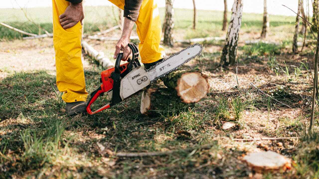 Dead Tree Removal